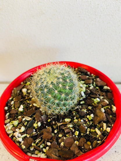 Cacti - Pincushion Cactus Discolour V Schmollii