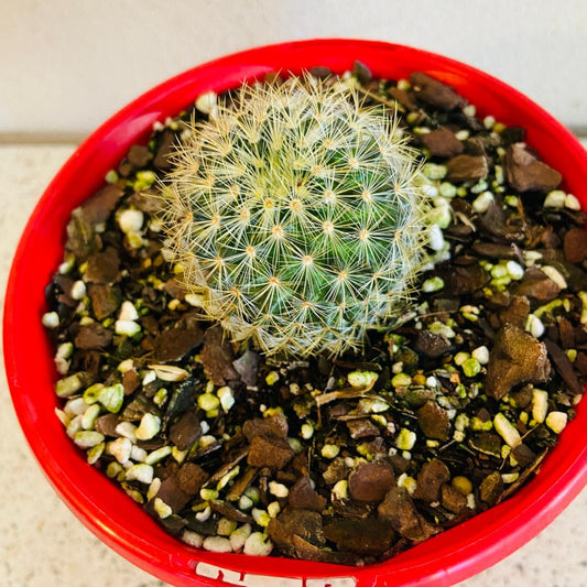 Cacti - Pincushion Cactus Discolour V Schmollii