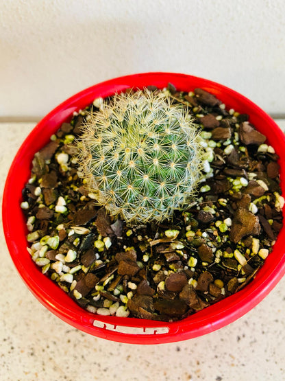 Cacti - Pincushion Cactus Discolour V Schmollii