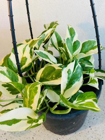 Epipremnum Snow Queen 190mm