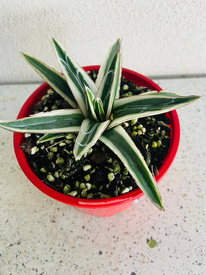 white rhino succulent Buy Agave White Rhino 100mm with Pot