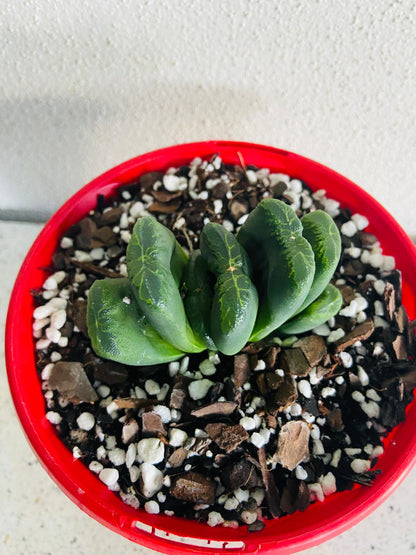 Haworthia Truncata Hybrid