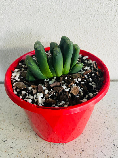 Haworthia Truncata Hybrid