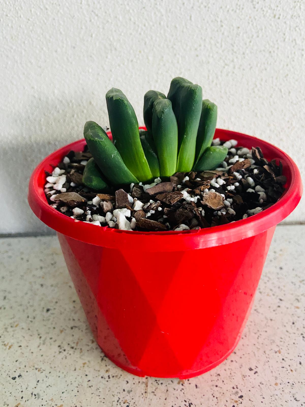 Haworthia Truncata Hybrid