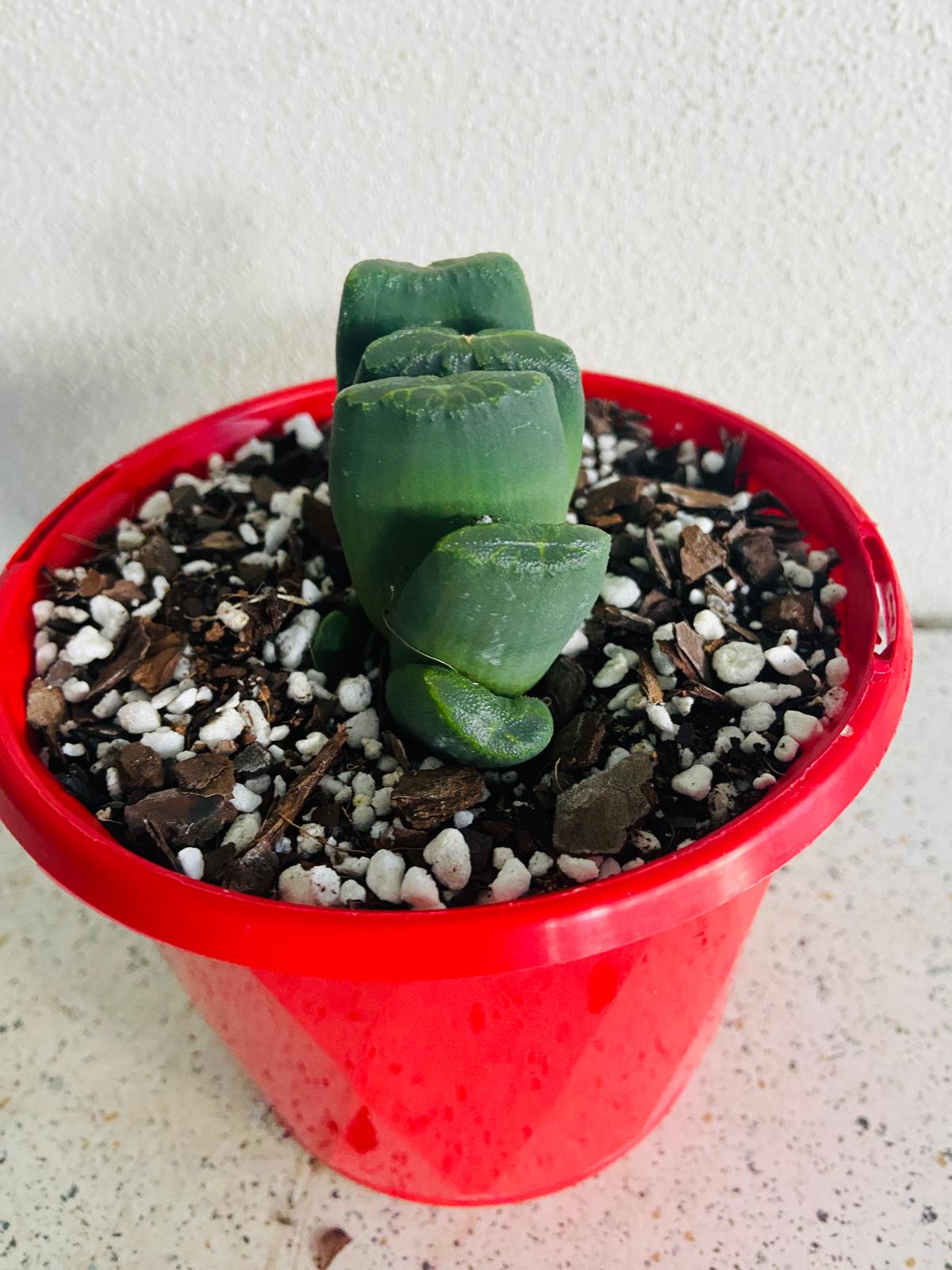 Haworthia Truncata Hybrid