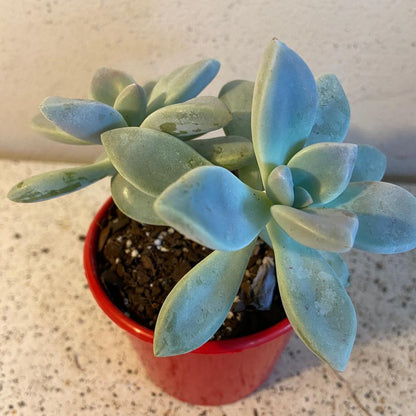 Graptopetalum Ghost Plant