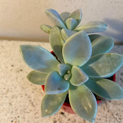 Graptopetalum Ghost Plant