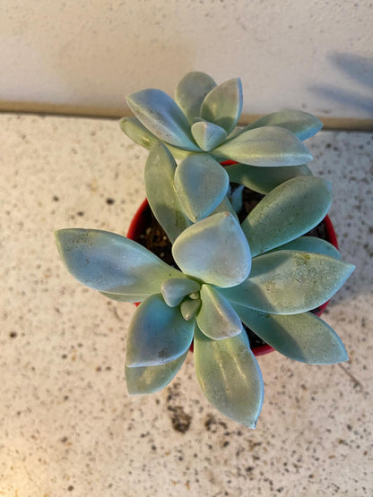 Graptopetalum Ghost Plant