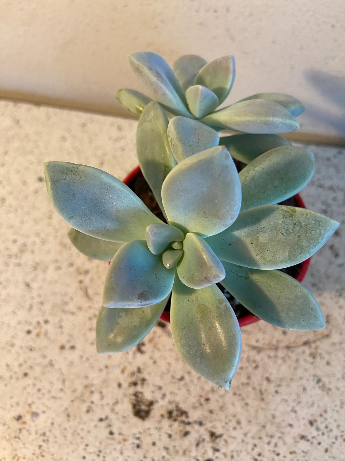 Graptopetalum Ghost Plant