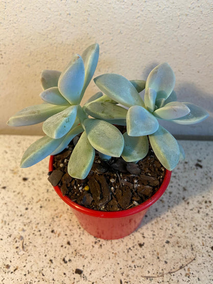 Graptopetalum Ghost Plant