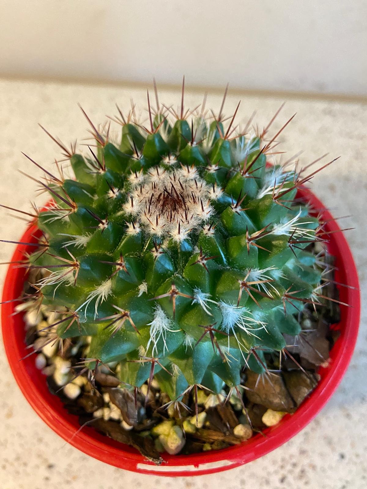 Cacti -Pincushion Cactus Mystax