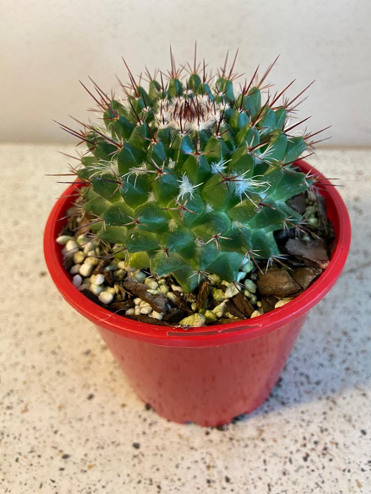 Cacti -Pincushion Cactus Mystax