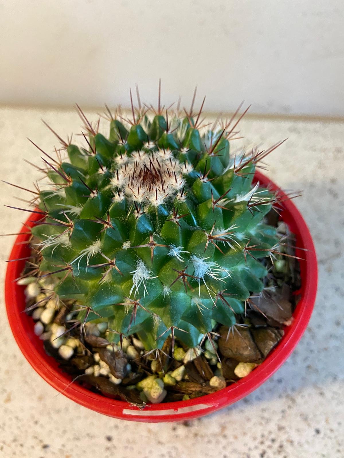 Cacti -Pincushion Cactus Mystax