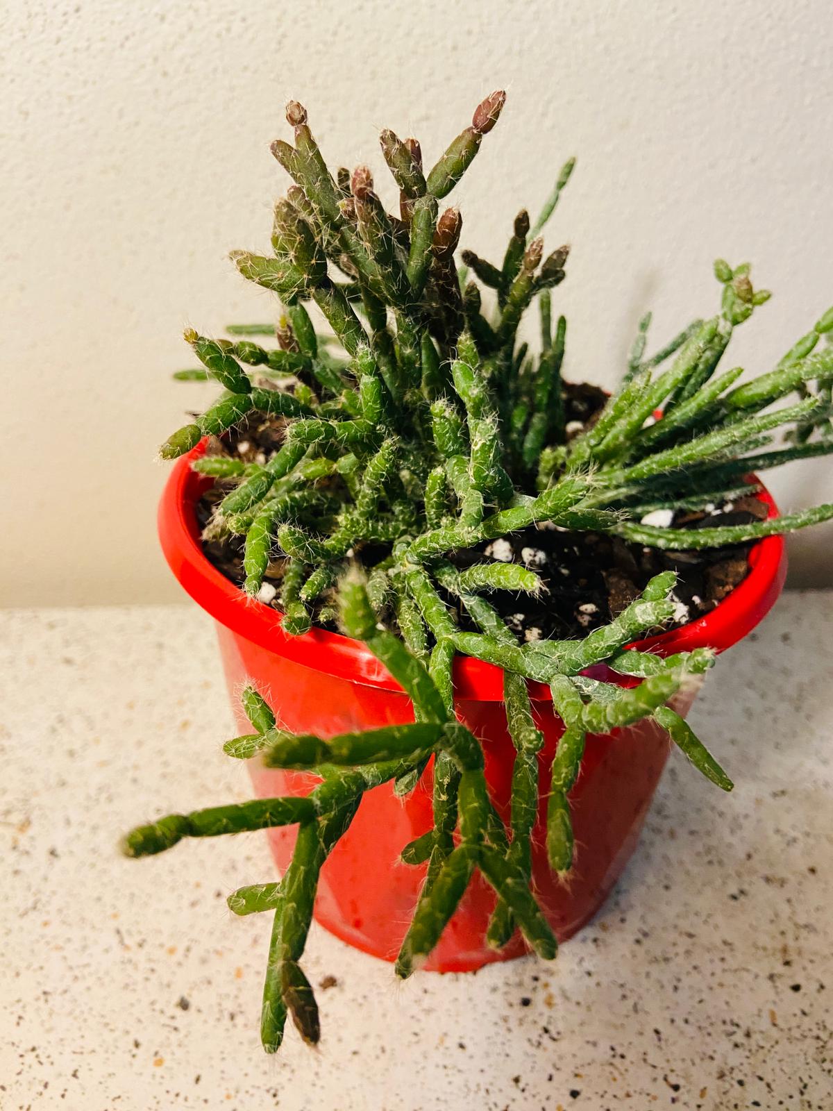 Rhipsalis Crythrocarpa Red Coral