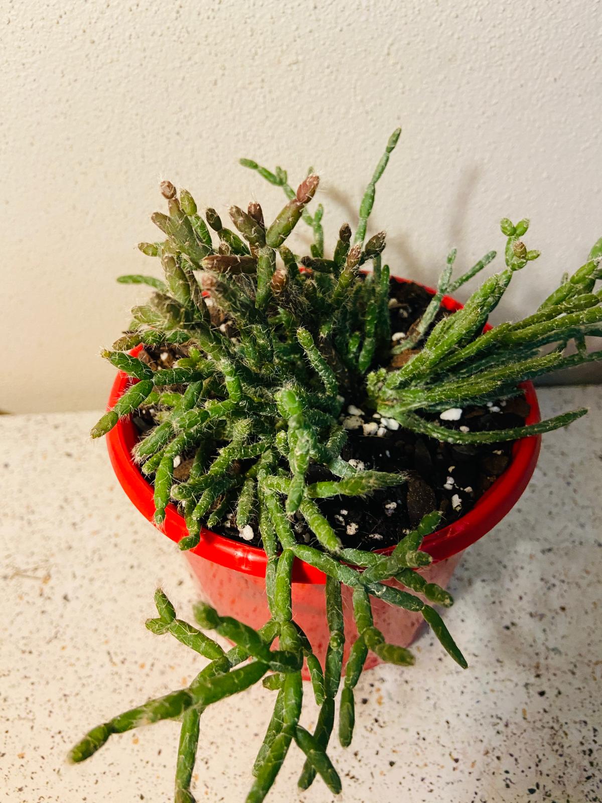 Rhipsalis Crythrocarpa Red Coral