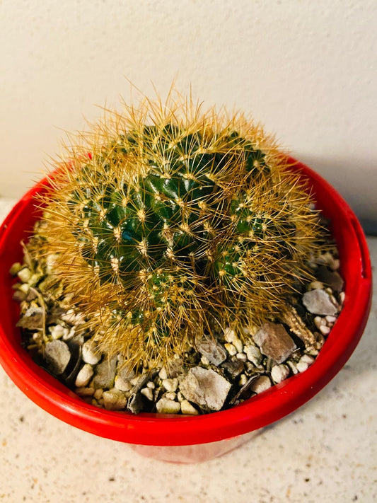 Cacti - Rebutia #36