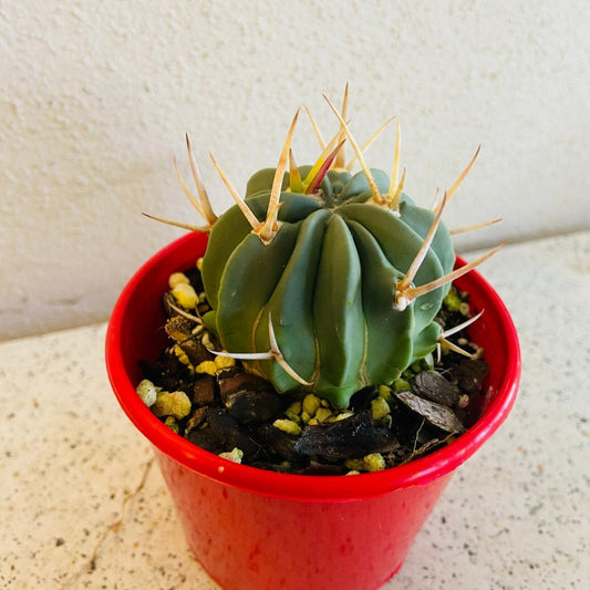 Cacti - Stenocactus Coptonogonus