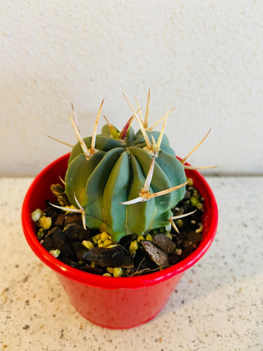 Cacti - Stenocactus Coptonogonus