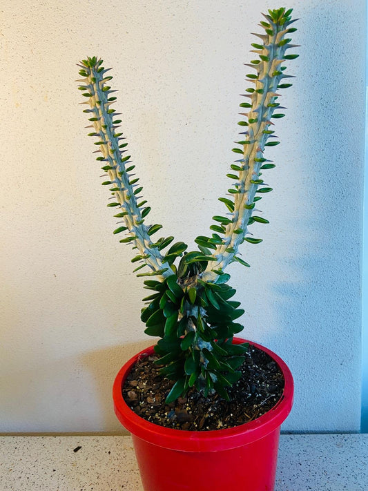 Alluaudia Procera#98