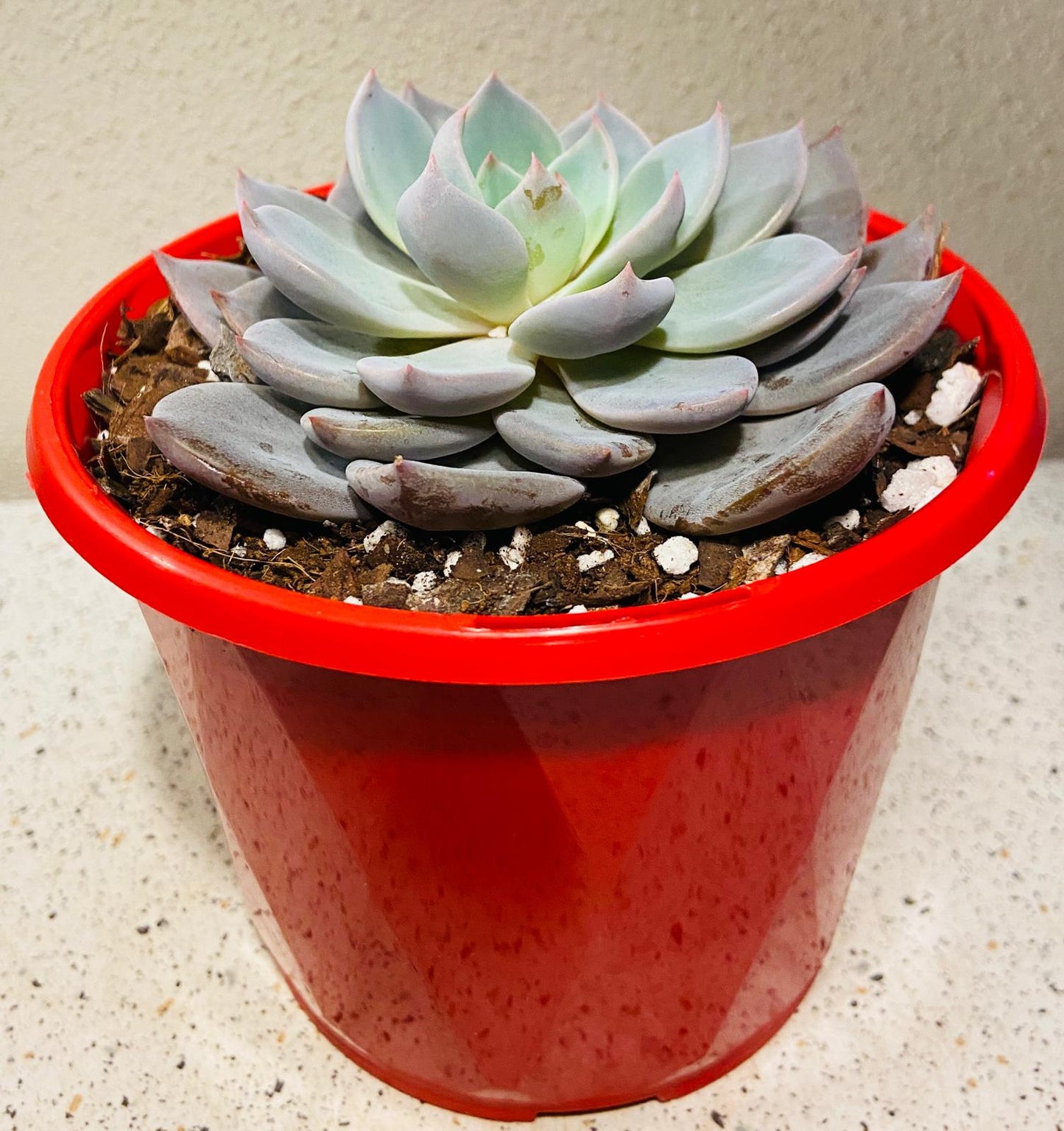 Echeveria Lulu