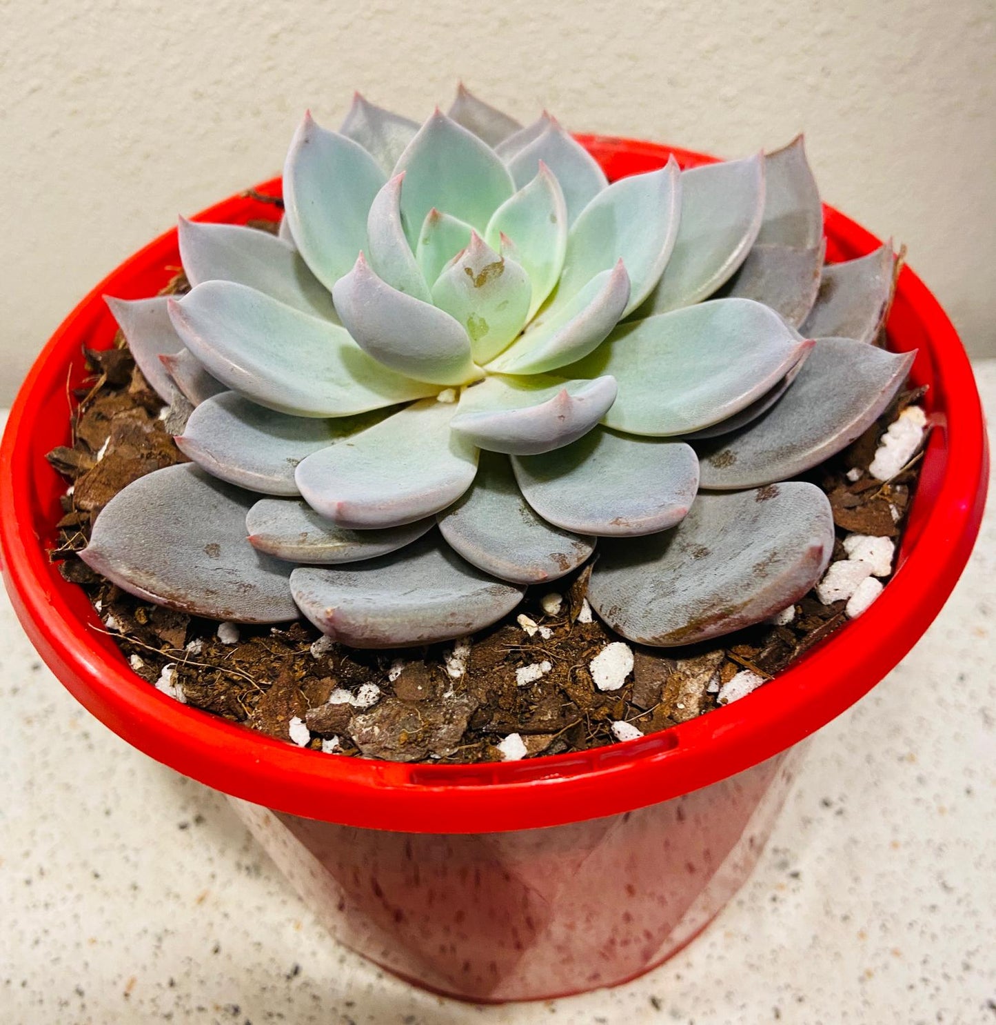 Echeveria Lulu