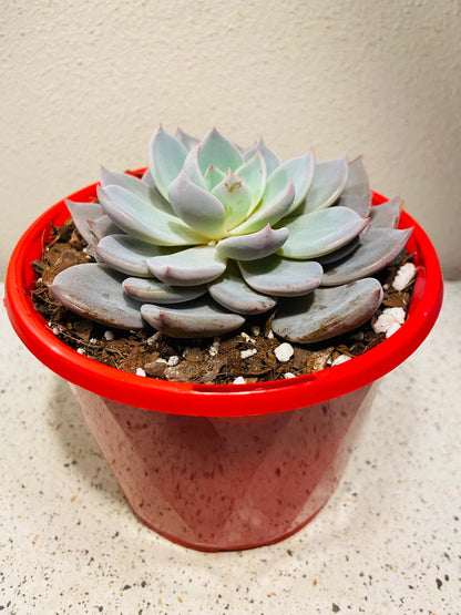 Echeveria Lulu