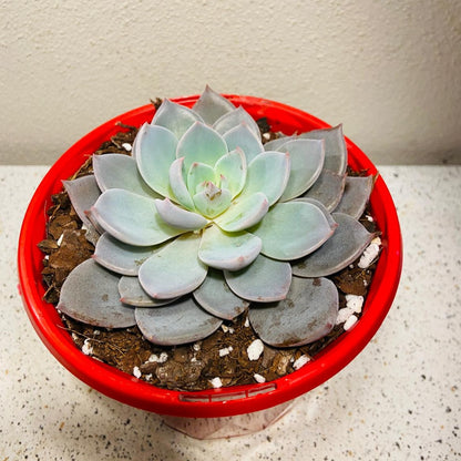 Echeveria Lulu