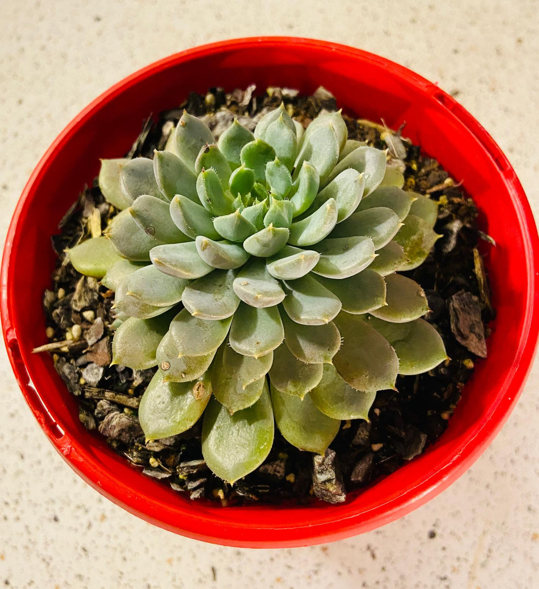 Echeveria Setosa V. Deminuta X Lilacina – Succulents World