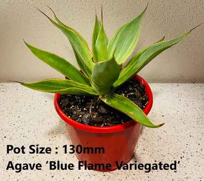 Agave Value Buster Pack - 1