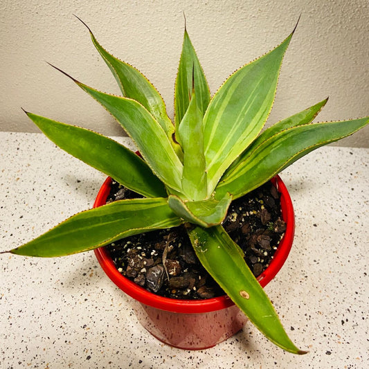 Agave ‘Blue Flame Variegated’