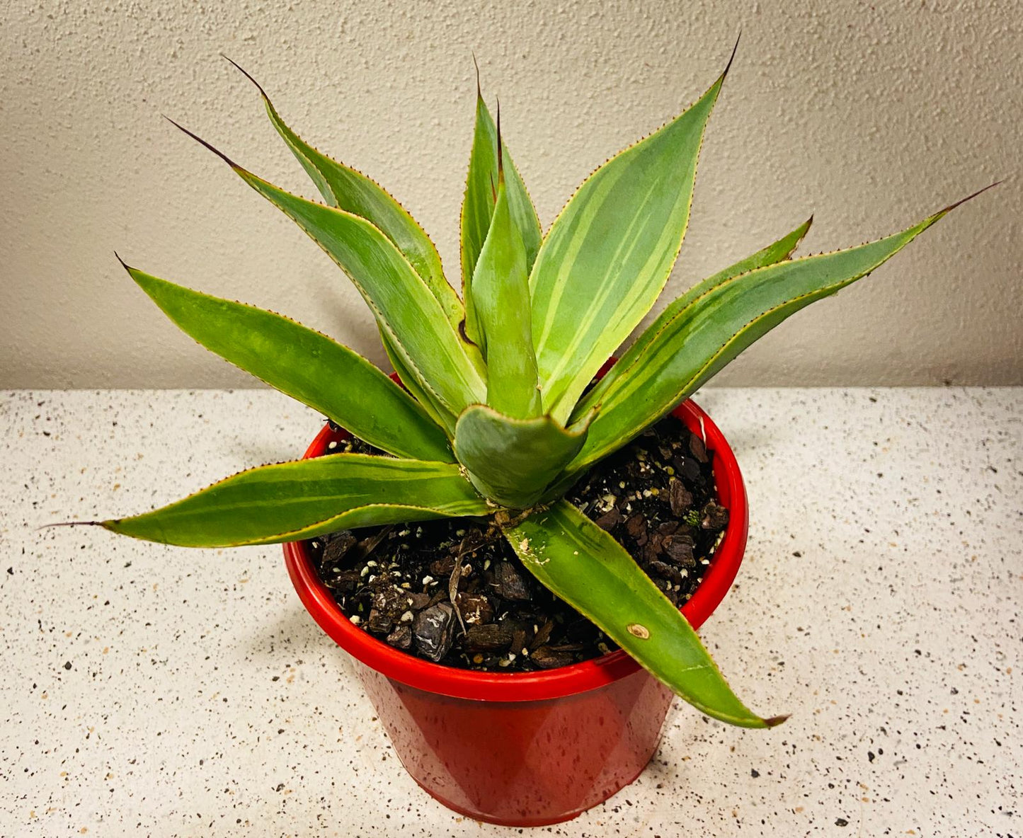 Agave ‘Blue Flame Variegated’