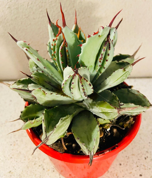 Agave Potatorum Cv.Cubic Agavaceae #45
