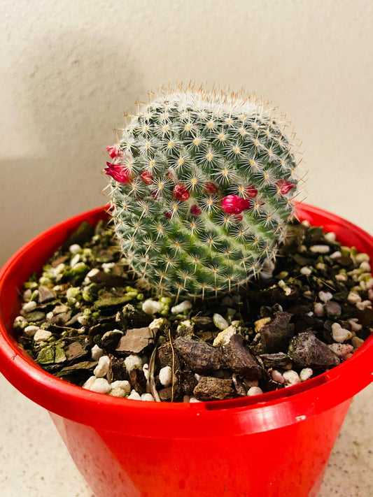 Cacti - Pincushion Cactus #34