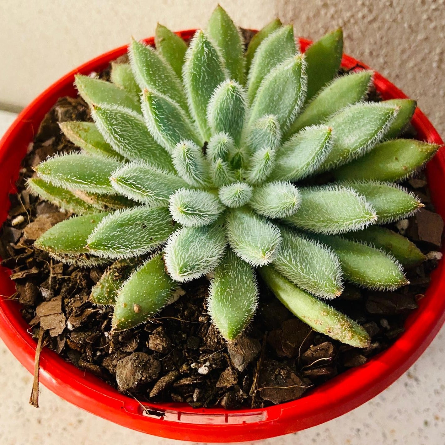 Echeveria Comet