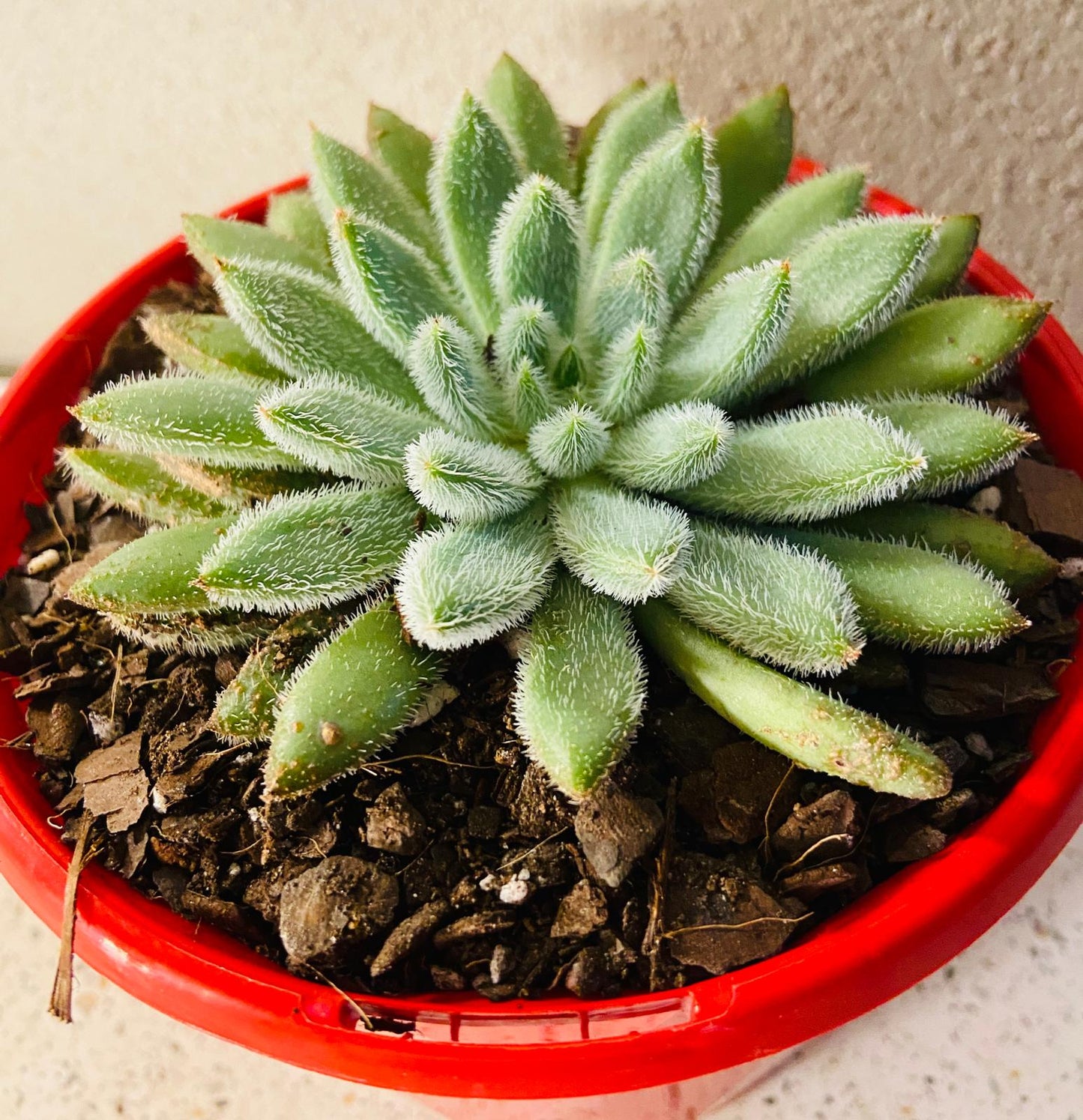 Echeveria Comet