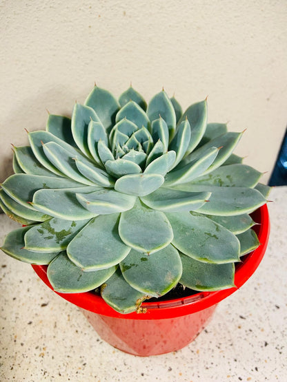 Echeveria Falling Star