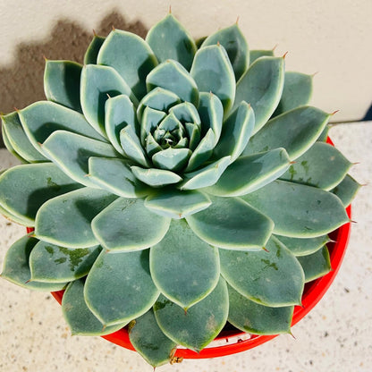 Echeveria Falling Star