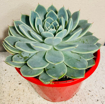 Echeveria Falling Star