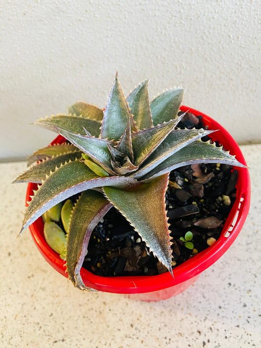 Dyckia#41