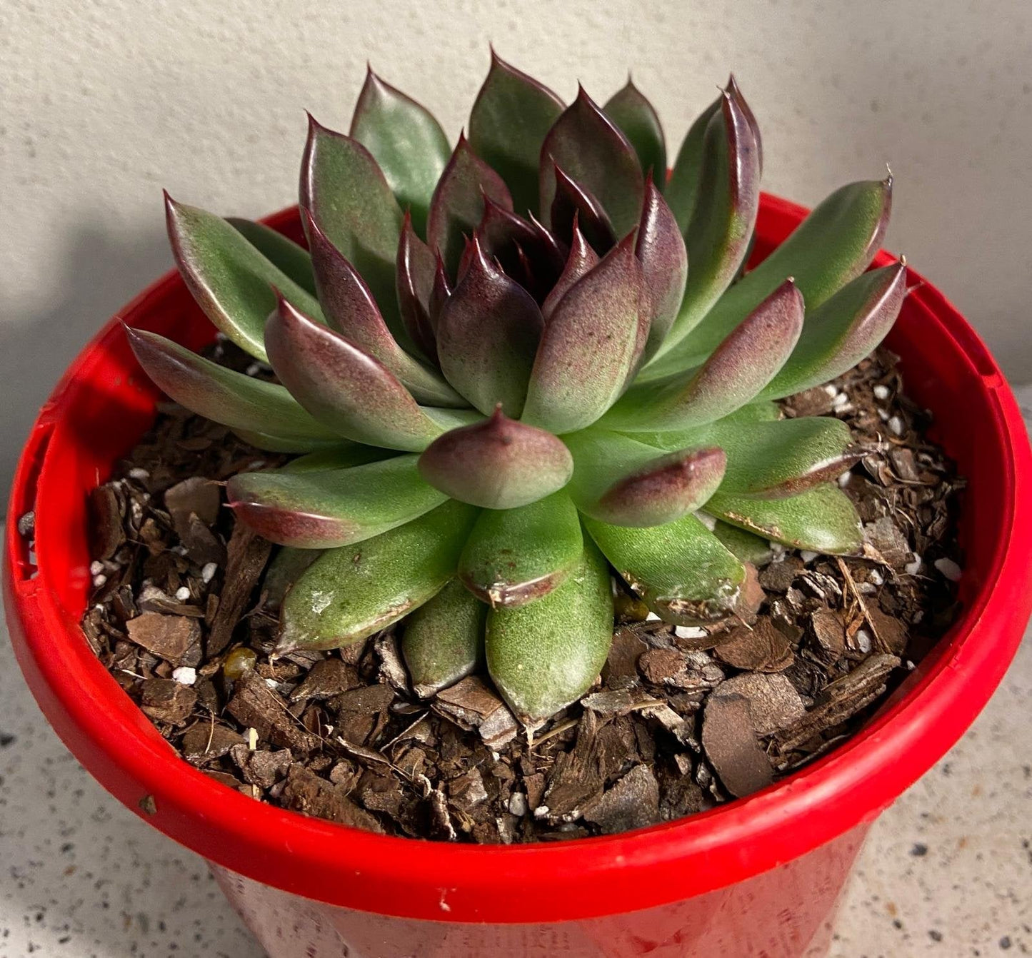 Echeveria Nightfall