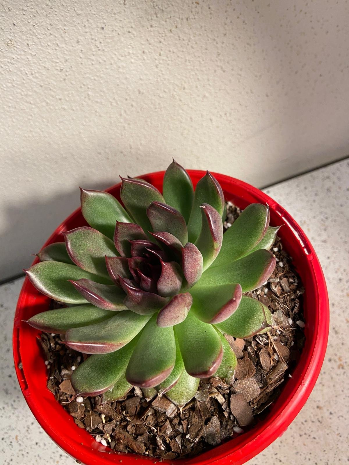 Echeveria Nightfall