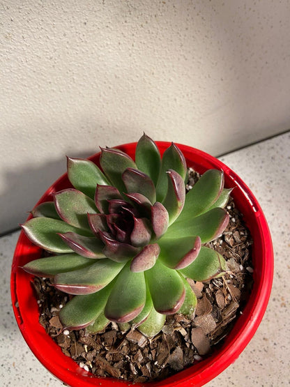 Echeveria Nightfall