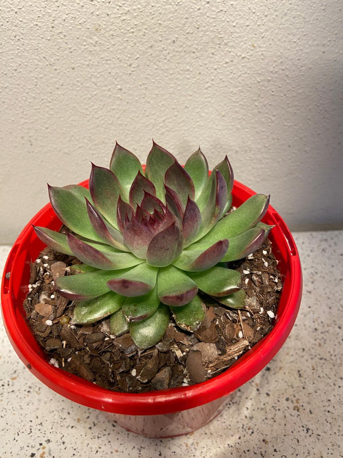 Echeveria Nightfall