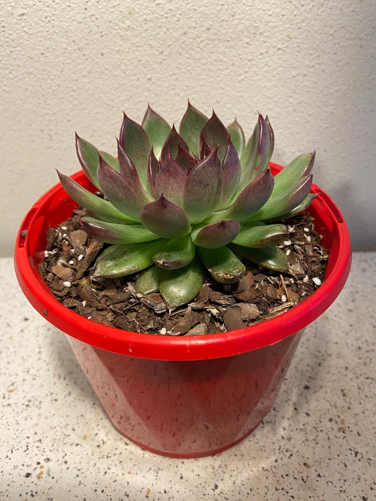 Echeveria Nightfall