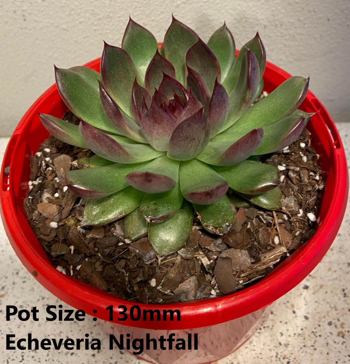 Echeveria  Value Buster Pack