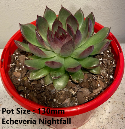 Echeveria  Value Buster Pack