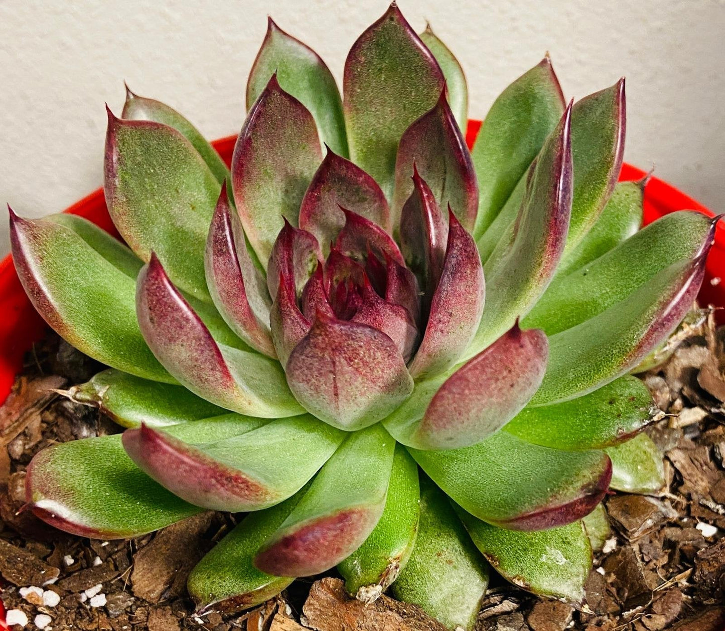 Echeveria Nightfall