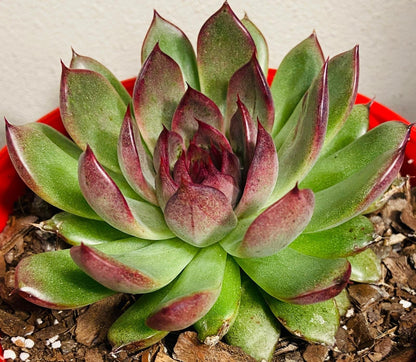 Echeveria Nightfall