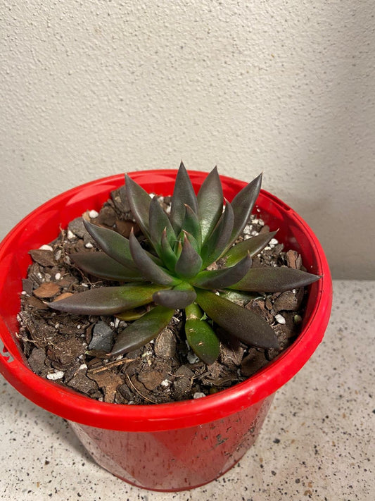Echeveria Affinis Black Form 130mm
