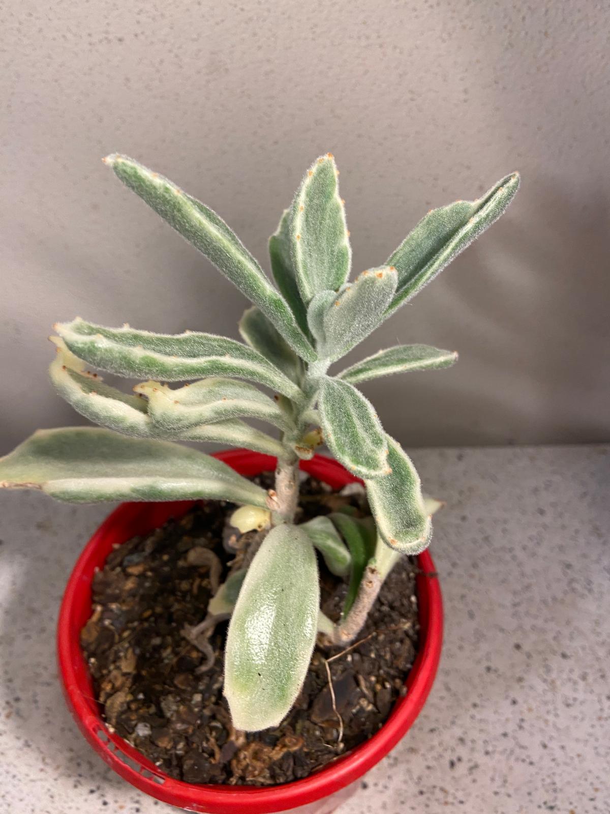 Kalanchoe Tomentosa Variegated